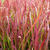 Imperata cylindrica 'Red Baron'