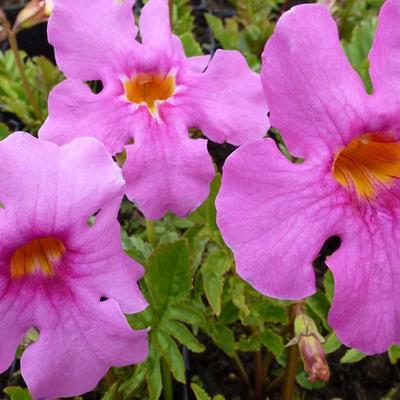 Incarvillea delavayi - GLOXINIA VIVACE, INCARVILLÉE DELAVAYI, INCARVILLÉE DE DELAVAY