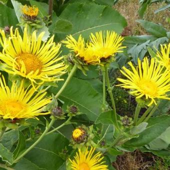 Inula helenium