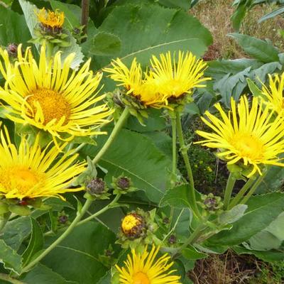 Inula helenium - Echter Alant