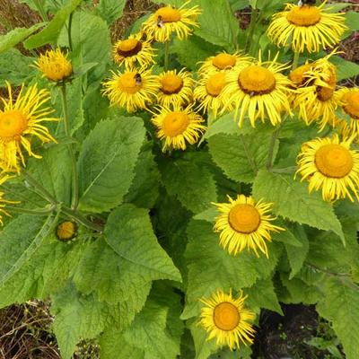 Grosser Alant, Riesen-Alant - Inula magnifica