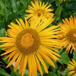 Inula orientalis - Inula orientalis