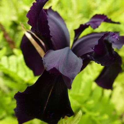 Iris chrysographes 'Black Knight' - 