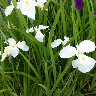 Iris ensata 'Diamant' - 