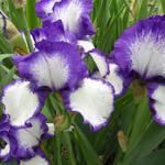 Iris germanica 'Loop the Loop' - 