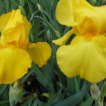 Iris germanica 'Ola Kala'