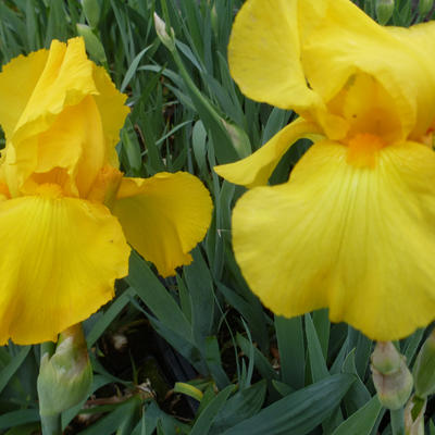 Iris germanica 'Ola Kala' - Iris germanica 'Ola Kala'