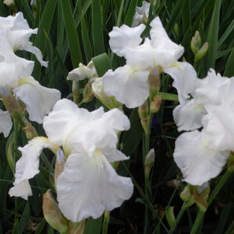 Iris germanica 'White Knight'