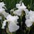 Iris germanica 'White Knight'