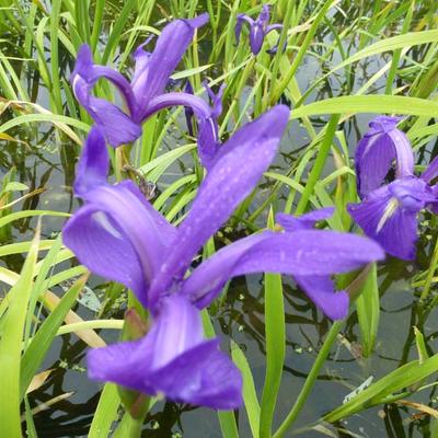 Iris laevigata - iris d'eau japonais