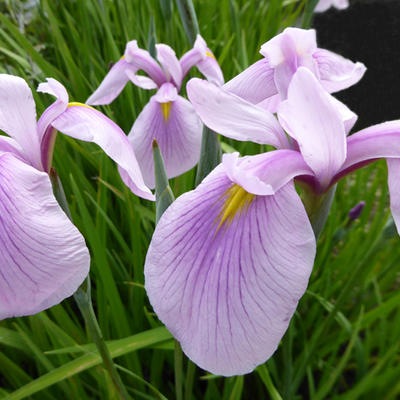 Iris ensata 'Rose Queen'