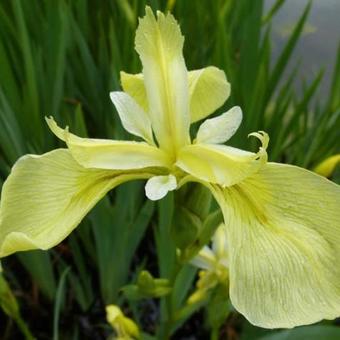 Iris pseudacorus 'Bastardii'