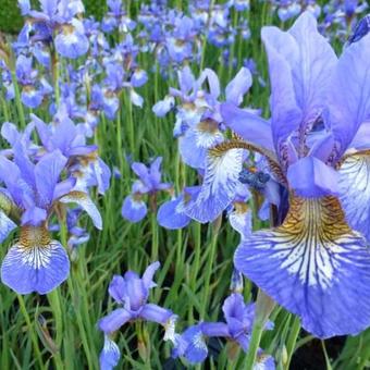 Iris sibirica 'Persimmon'