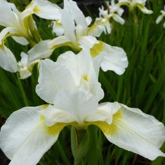 Iris sibirica 'Snow Queen'