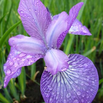 Iris sibirica 'Sparkling Rose'