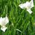 Iris sibirica 'White Swirl'