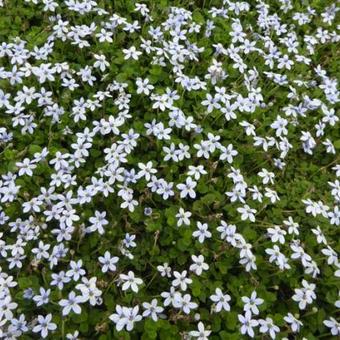 Isotoma fluviatilis