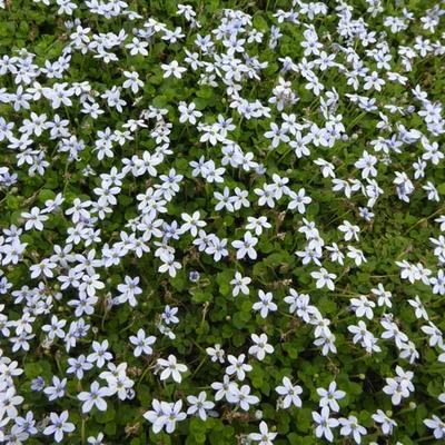 Isotoma fluviatilis - 