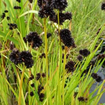 Juncus ensifolius