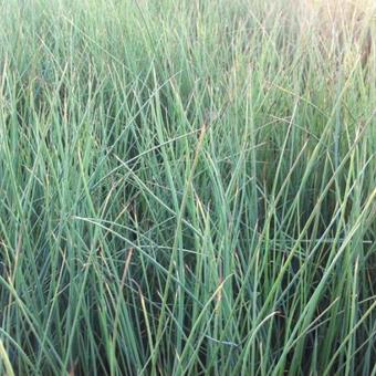 Juncus inflexus