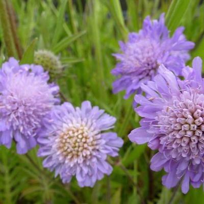 Knautia arvensis - Knautie des champs