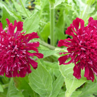 Knautia macedonica