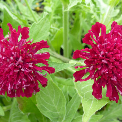 Knautia macedonica - SCABIEUSE, KNAUTIE DE MACÉDOINE