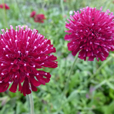 Knautia macedonica 'Mars Midget'