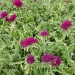 Knautia macedonica 'Thunder and Lightning' - Knautia macedonica 'Thunder and Lightning'