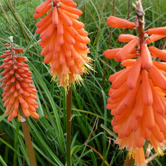 Kniphofia 'Alcazar'