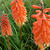 Kniphofia 'Alcazar'