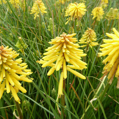 Kniphofia 'Banana POPSICLE' - Kniphofia 'Banana POPSICLE'