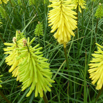 Kniphofia 'Bees' Lemon'