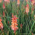 Kniphofia 'Creamsicle' - 