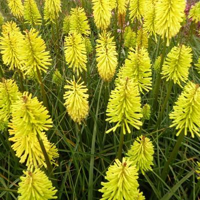 Kniphofia 'Dorset Sentry' - 