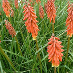 Kniphofia 'Elvira' - 