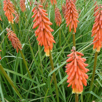 Kniphofia 'Elvira'