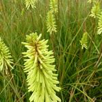 Kniphofia 'Green Jade' - 