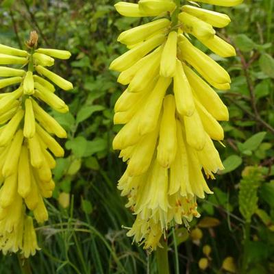 Kniphofia 'Lemon POPSICLE' - Kniphofia 'Lemon POPSICLE'