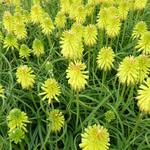 Kniphofia 'Limelight' - 