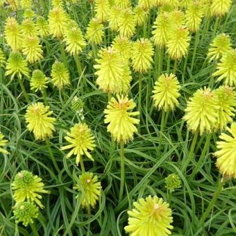 Kniphofia 'Limelight'