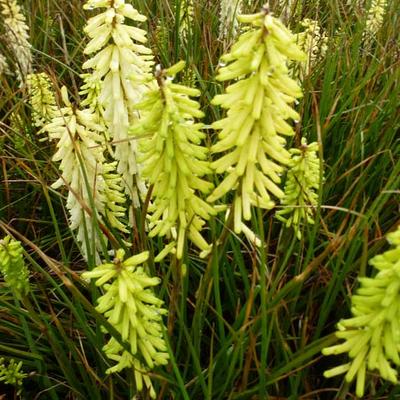 Kniphofia 'Little Maid' - Kniphofia 'Little Maid'