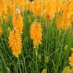 Kniphofia 'Mango POPSICLE'