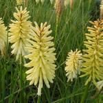 Kniphofia 'Moonstone' - 