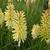 Kniphofia 'Moonstone'