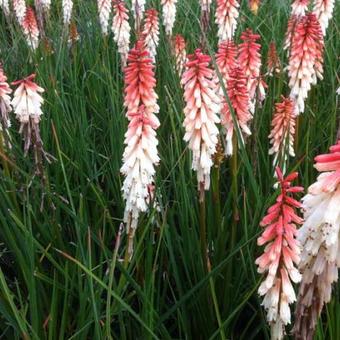 Kniphofia 'Orange Vanilla POPSICLE'