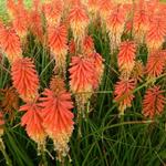 Kniphofia 'Papaya POPSICLE ' - 