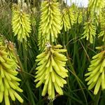 Kniphofia 'Percy's Pride' - 