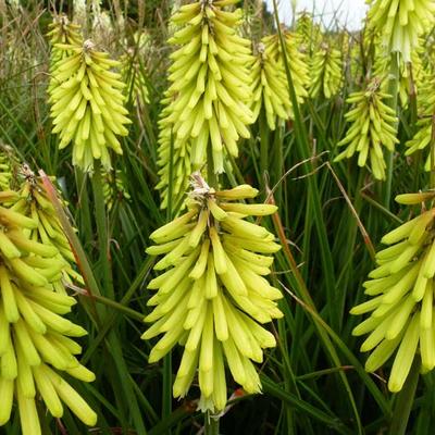 Kniphofia 'Percy's Pride' - 