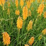 Kniphofia 'Pineapple POPSICLE' - Kniphofia 'Pineapple POPSICLE'